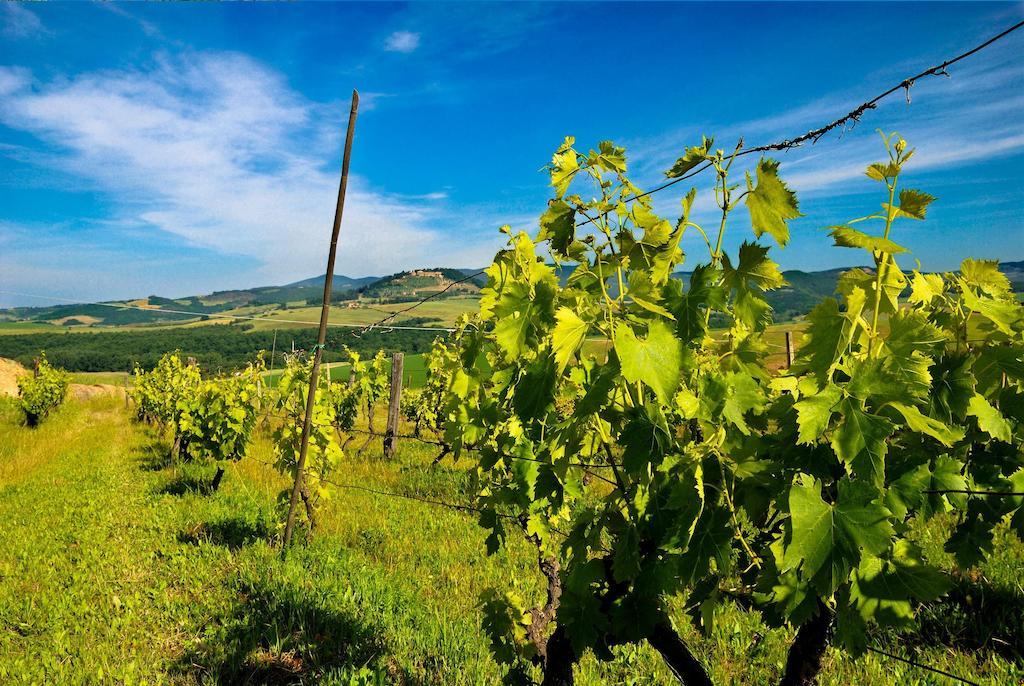 Agriturismo Il Canterino Guardistallo Εξωτερικό φωτογραφία