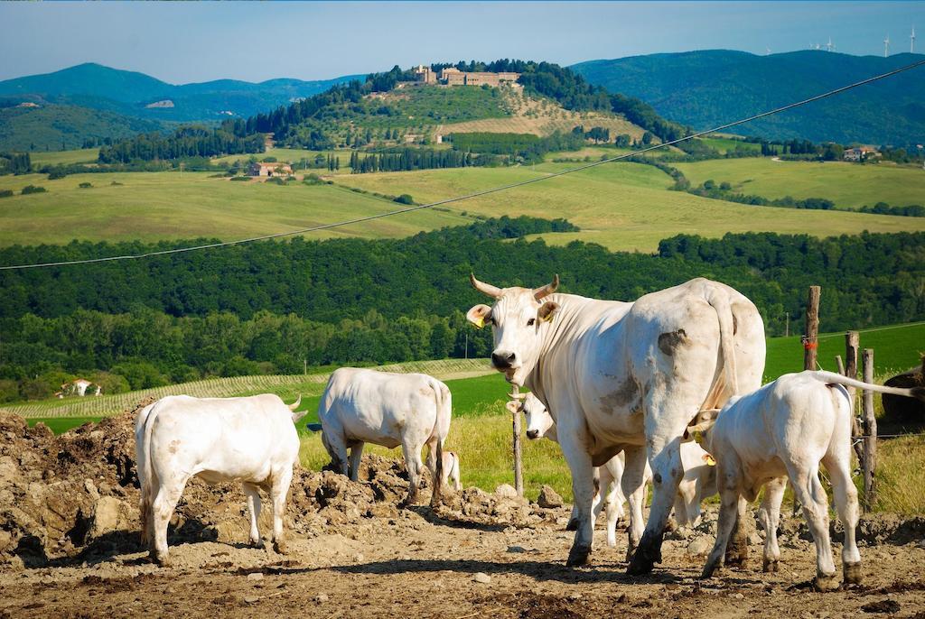 Agriturismo Il Canterino Guardistallo Εξωτερικό φωτογραφία